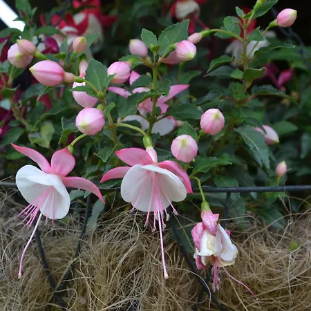 Сasa de vacaciones Eden